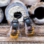 Bees and Hive - BEE Hospitable Build for Bees Mason Bee project