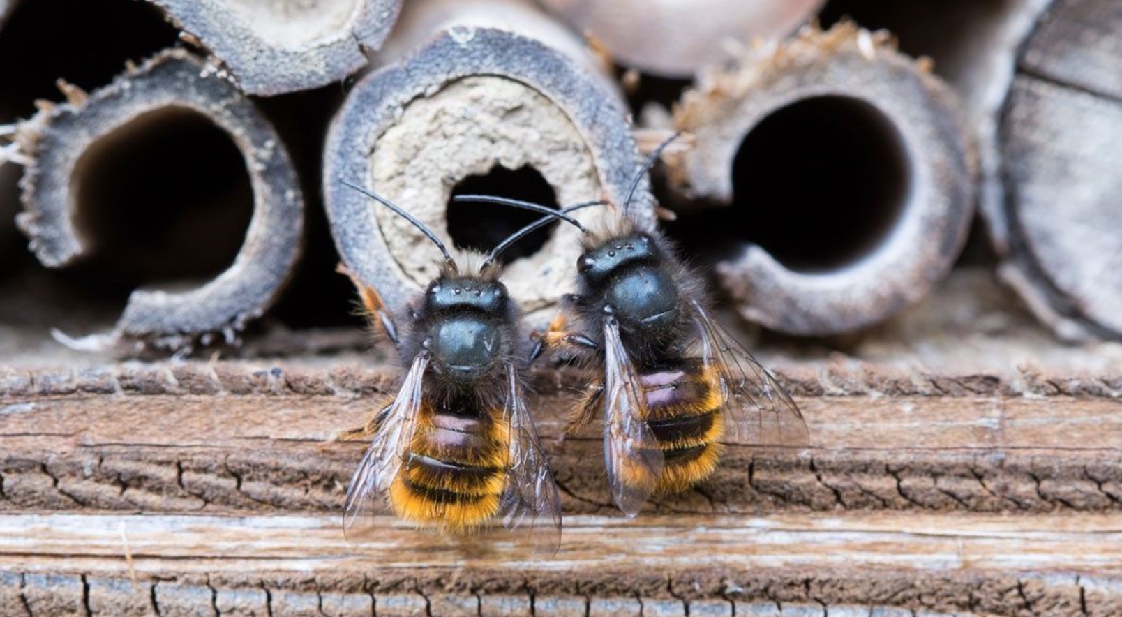 Bee Hospitable ~ Mason Bee Class